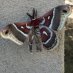 Mothra