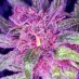 CannabisFoodFestival