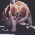 Jungle Cat Audio