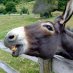 RuralDemocratsReddit