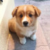 Funny dogs Funny dogs