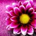 Flower pics Flower pics