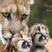 Animal Post Animal Post