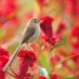 Beautiful bird 🐦 Beautiful bird 🐦