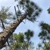 Longleaf Politics Longleaf Politics