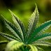CannabisCrew CannabisCrew