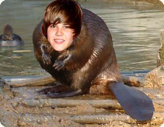 Justice Beaver