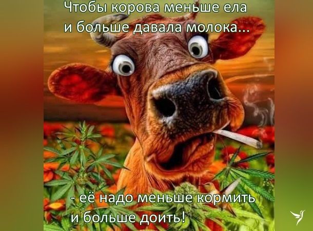 корова