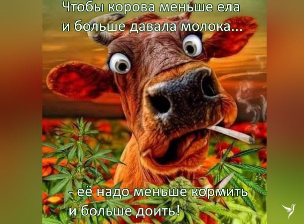 корова