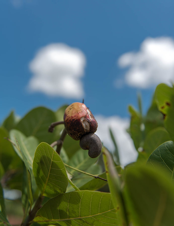Slik ser cashew-eplet ut, med nøtten hengende under frukten.