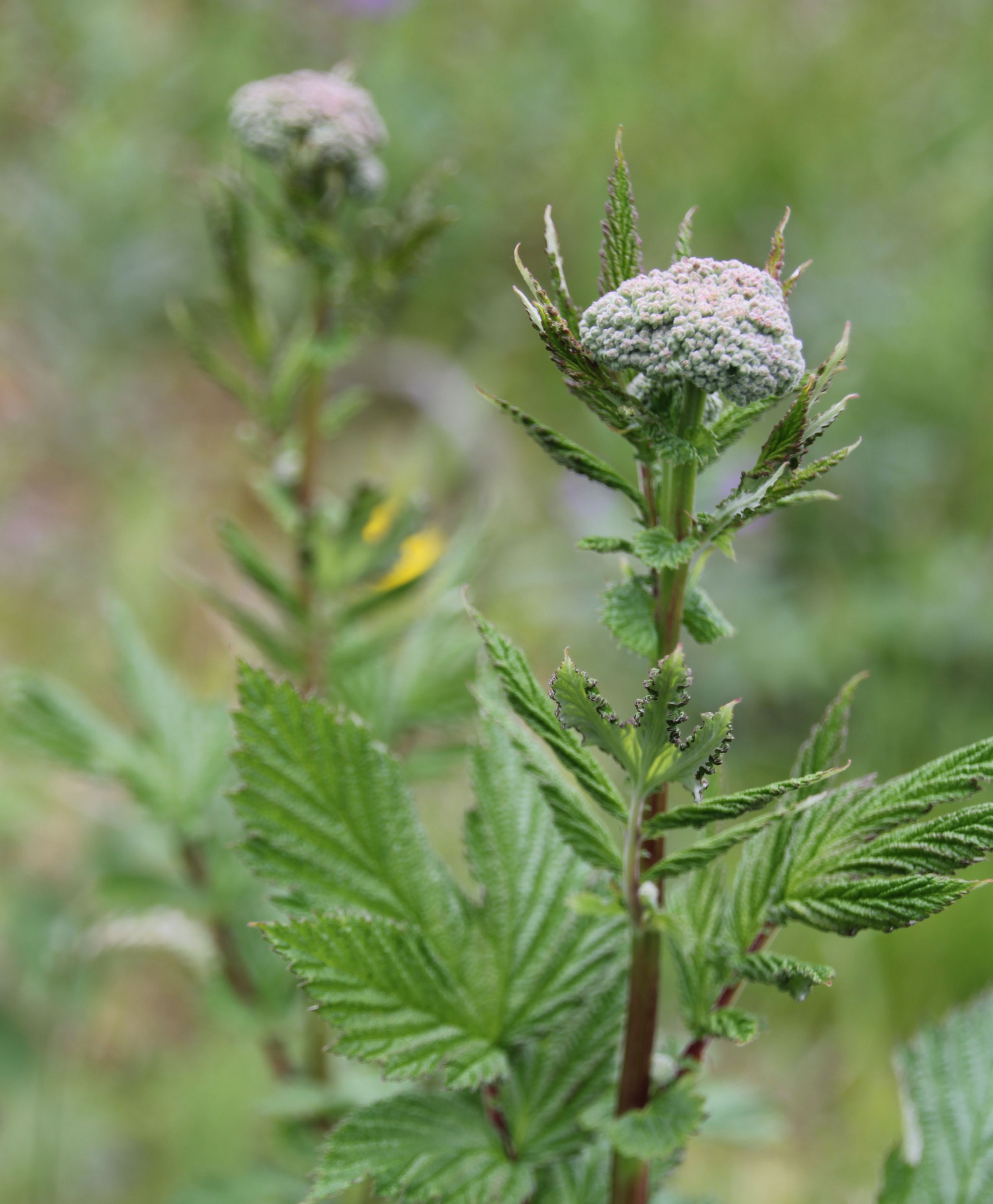Mjødurt har en helt spesiell duft. Prøv å knip av de hvite blomstene mellom fingrene og lukt.