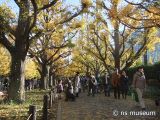 明治神宮外苑いちょう並木
