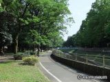 善福寺川緑地
