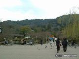 円山公園