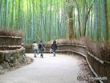 竹林の道