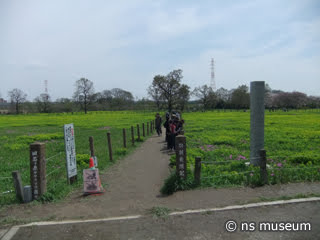 桜草公園