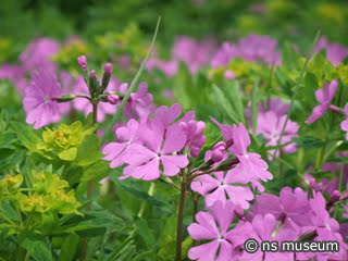 桜草公園