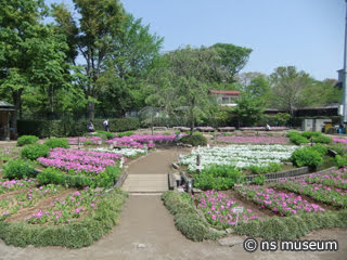 浮間桜草圃場