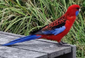bundeena5