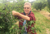 cherry3.jpg