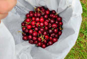 cherry4.jpg
