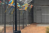 macaws