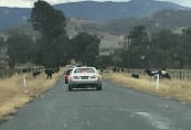 Another kind of rural road hazard (SO)