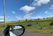 Canola