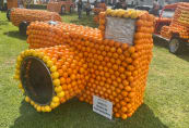 Oranges