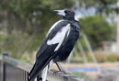 Magpie visitor