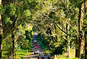mcgrath-lane-burrawang6.jpg