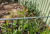 planting-bee8.jpg
