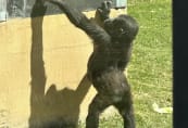 sc-baby-gorilla.jpeg