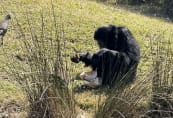sc-chimp.jpeg