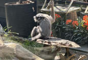 sc-gibbon.jpeg