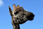 sc-giraffe.jpeg
