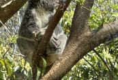 sc-koala.jpeg