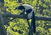 sc-lemur.jpeg