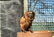 sc-red-lion-tamarin.jpeg