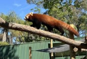 sc-red-panda.jpeg