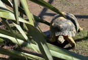 sc-tortoise.jpeg