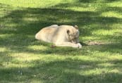 sc-white-lion.jpeg