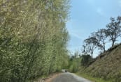 Wee jasper poplars
