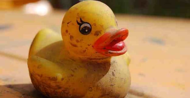 A muddy duck