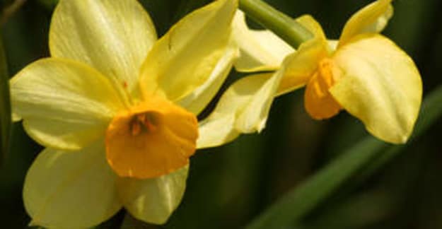 Daffodils