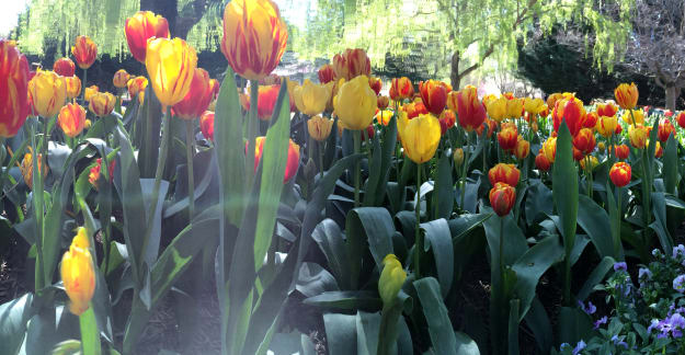 Tulip Time