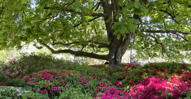 Leura Gardens