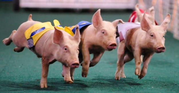 Pig race