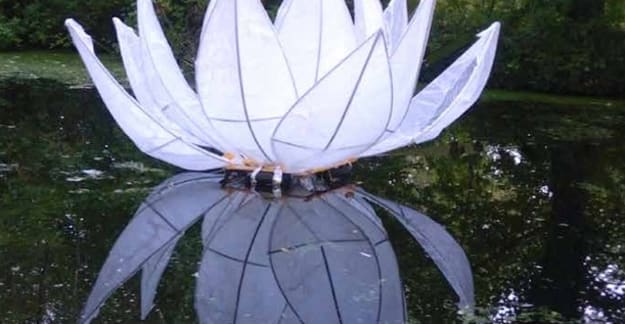 botanic garden
