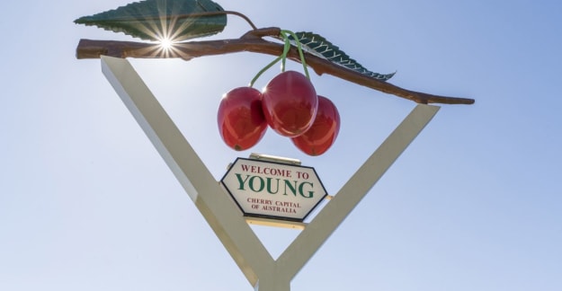 Young Cherry Sign